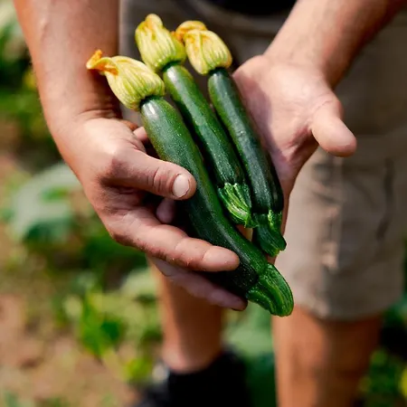 Hvala Superior - Topli Val 코바리드